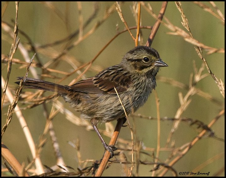 _0SB3488 song sparrow.jpg